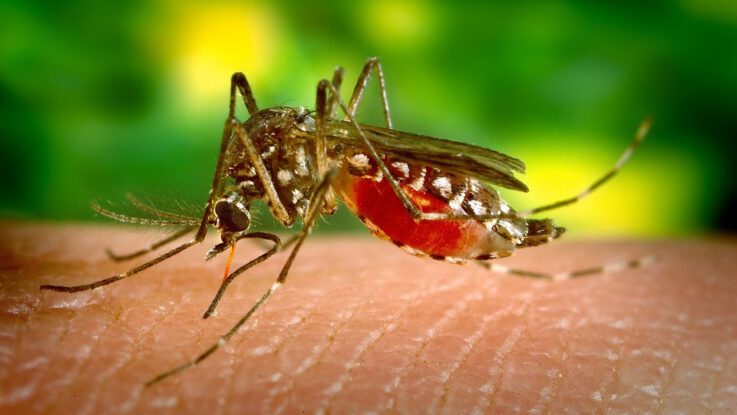 jak se zbavit komaru