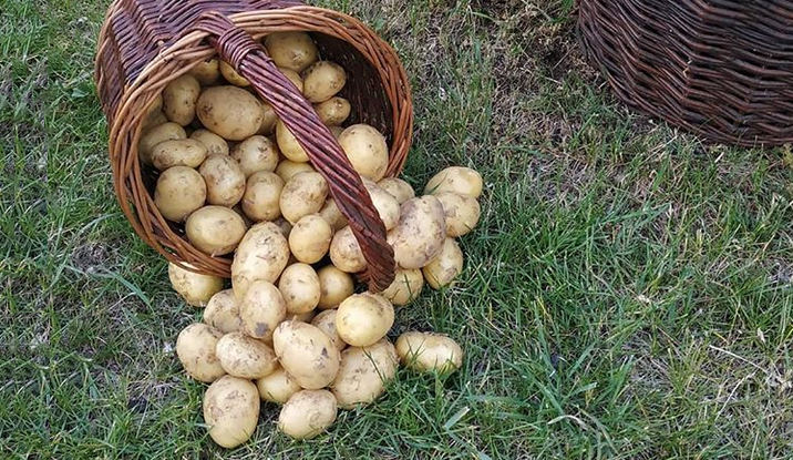 nove brambory