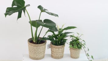 pokojové rostliny