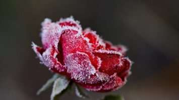 Ochrana růží před mrazem