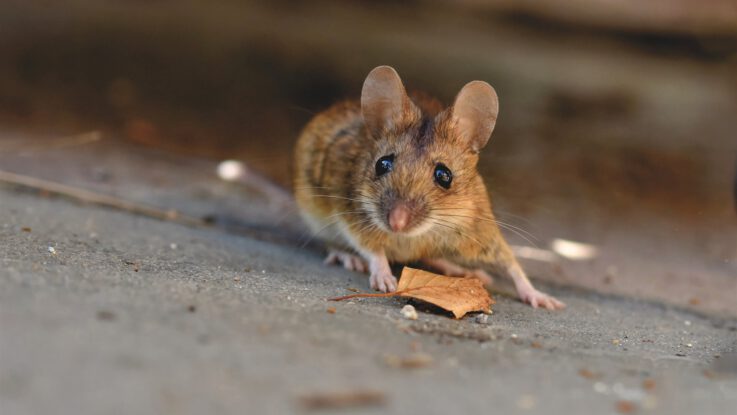 zbavit myší