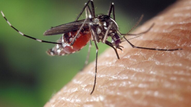 Nejsilnější přípravky proti komárům
