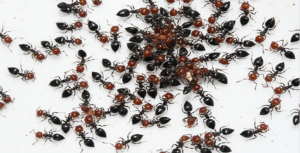 mravenci doma