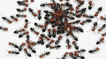mravenci doma
