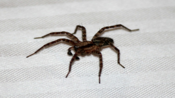 pavouk v domácnosti