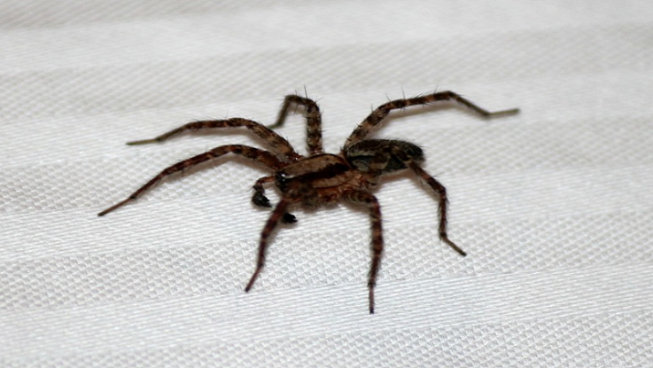 pavouk v domácnosti