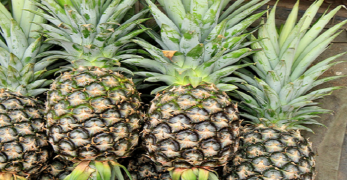 domaci pestovani ananasu