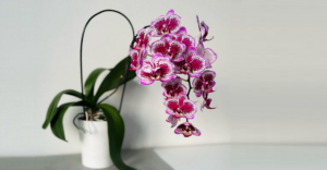 orchidej v zime