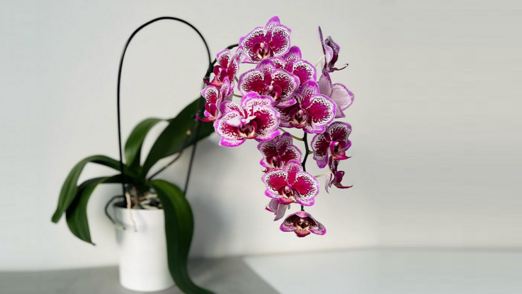 orchidej v zime