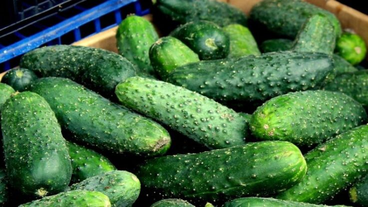 sklizet okurky sklizet okurky