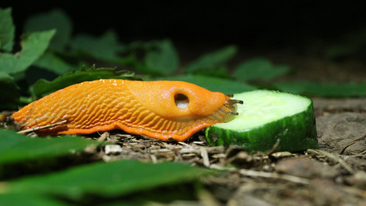 slimak na zahrade slimak na zahrade