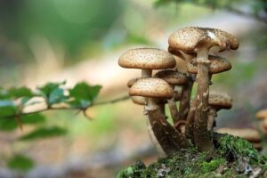 Na českých zahradách a v parcích se vyskytují nebezpečné žampiony, které mohou způsobit otravu