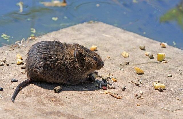 Bezplatná ochrana proti hrabošům: využijte PET láhve pro účinnou prevenci