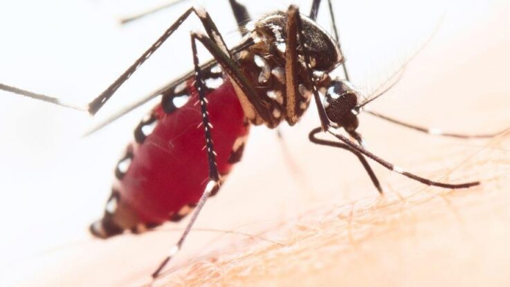do ceska pronikl nebezpecny tropicky hmyz komar tygrovany ktery prenasi horecku a malarii Do Česka pronikl nebezpečný tropický hmyz, komár tygrovaný, který přenáší horečku a malárii