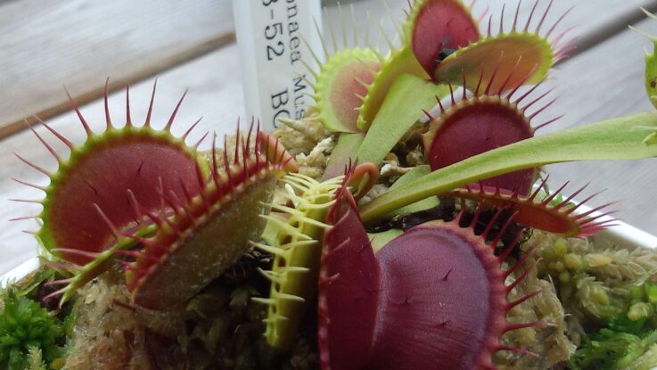 jak vytvorit mucholapku snadno a rychle zkuste neobvykle domaci ingredience pro lepsi efekt Jak vytvořit mucholapku snadno a rychle?
Zkuste neobvyklé domácí ingredience pro lepší efekt