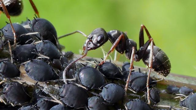 zbavte se msic na ruzich prirodnimi metodami levandule je ucinna proti temto skudcum Zbavte se mšic na růžích přírodními metodami. Levandule je účinná proti těmto škůdcům