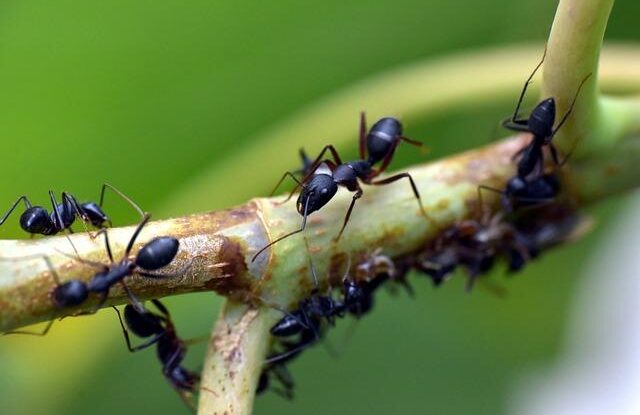 zbavte se mravencu v byte pomoci prasku do peciva a skorice tyto prirodni metody mohou byt ucinne Zbavte se mravenců v bytě pomocí prášku do pečiva a skořice. Tyto přírodní metody mohou být účinné