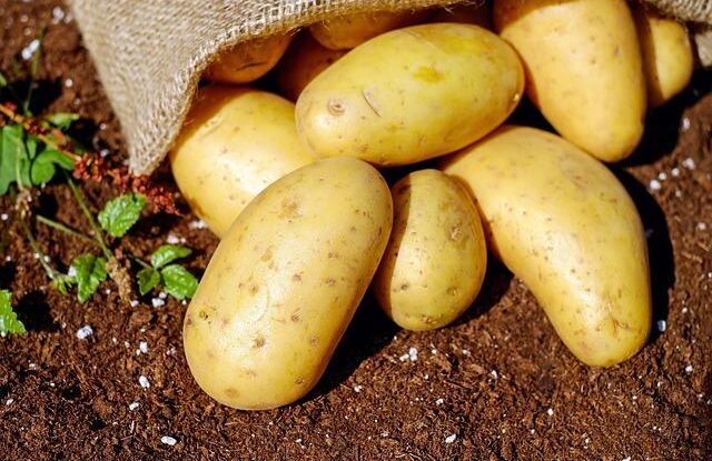 jak ozivit stare brambory aby mely chut jako cerstve pomuze sul a jednoducha priprava Jak oživit staré brambory, aby měly chuť jako čerstvé. Pomůže sůl a jednoduchá příprava