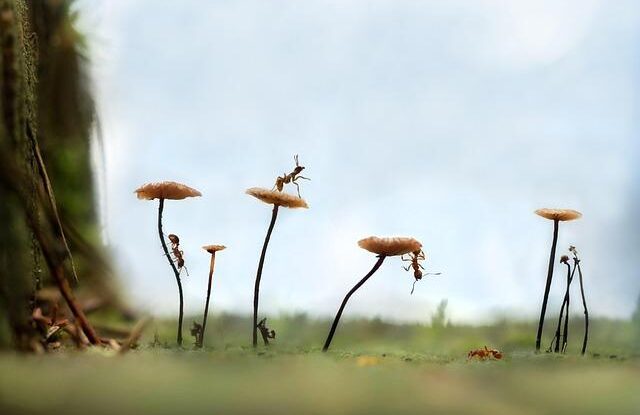 zbavte se mravencu v domacnosti pomoci skorice skorice funguje jako prirodni odpuzovac hmyzu Zbavte se mravenců v domácnosti pomocí skořice. Skořice funguje jako přírodní odpuzovač hmyzu