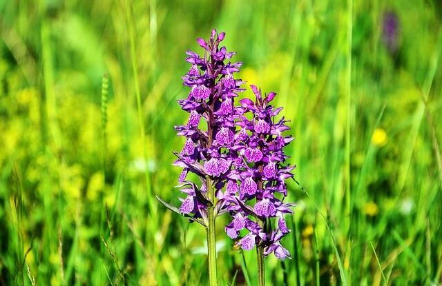 pestovani modre orchideje a jeji obarveni ziskejte konkretni znalosti a zkusenosti Pěstování modré orchideje a její obarvení. Získejte konkrétní znalosti a zkušenosti