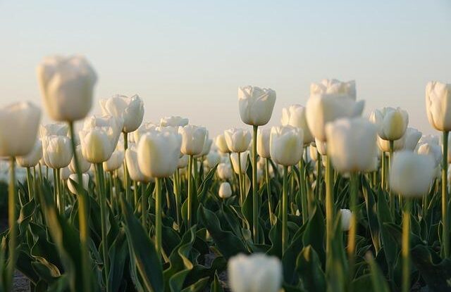 kdy zasadit cibuloviny jako ladonky safran narcisy snezenky a petrklic idealni doba je na podzim ci brzy na jare Kdy zasadit cibuloviny jako ladonky, šafrán, narcisy, sněženky a petrklíč? Ideální doba je na podzim či brzy na jaře