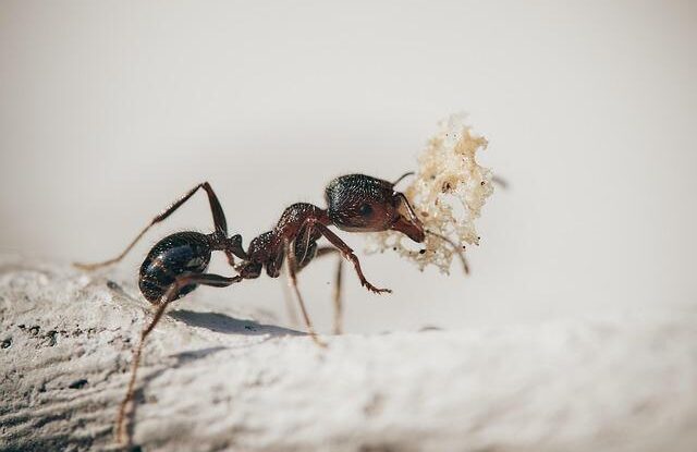 mravenci v byte jak je bezpecne odpudit pouzijte popel u vchodu a udrzujte cistotu Mravenci v bytě: Jak je bezpečně odpudit. Použijte popel u vchodů a udržujte čistotu