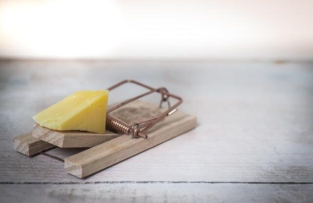 Domácí pasti, kterým myš neunikne. Běžná limonáda účinnější než mechanické pasti a zároveň bezpečná