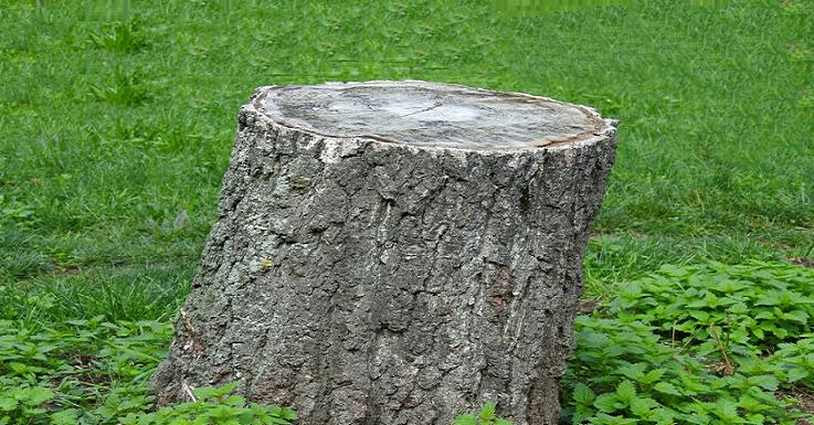 jak odstranit parez v zahrade pracujte chytre a usetrite si namahu Jak odstranit pařez v zahradě? Pracujte chytře a ušetříte si námahu