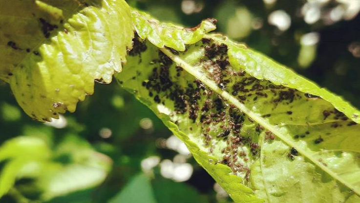 Zbavte se potravinových molů navždy. Jednoduchý plán pro kuchyň