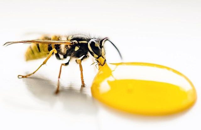 Mravenci v domácnosti. Citronová šťáva odpuzuje je a zabraňuje jejich výskytu
