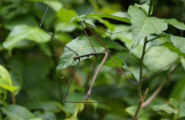 uvolnena tapeta prilepte ji strikackou a lepidlem na tapety Uvolněná tapeta? Přilepte ji stříkačkou a lepidlem na tapety