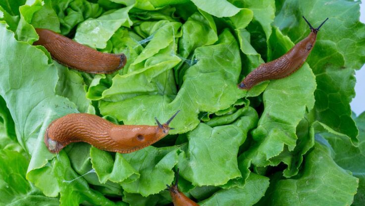 Nevylévejte vroucí vodu do dřezu. Poškodí potrubí a způsobí další problémy