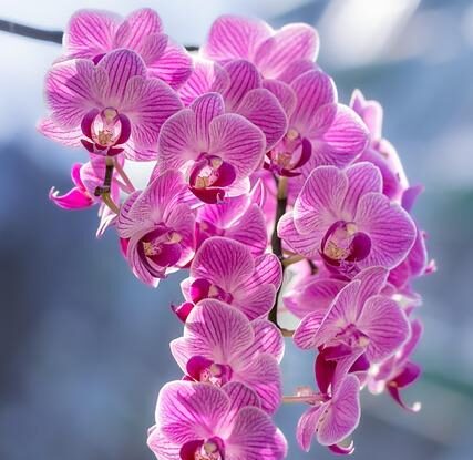 pestovani a barveni modre orchideje osobni zkusenosti a detailni instrukce Pěstování a barvení modré orchideje. Osobní zkušenosti a detailní instrukce