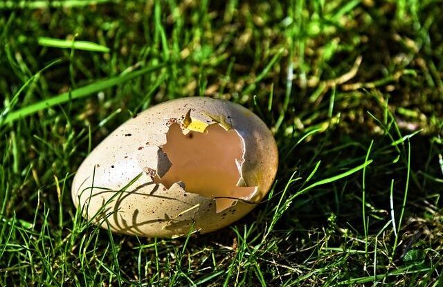 jak pohnojit zahon a ochranit rostliny pred slimaky skorapky vajec jako bariera Jak pohnojit záhon a ochránit rostliny před slimáky. Skořápky vajec jako bariéra