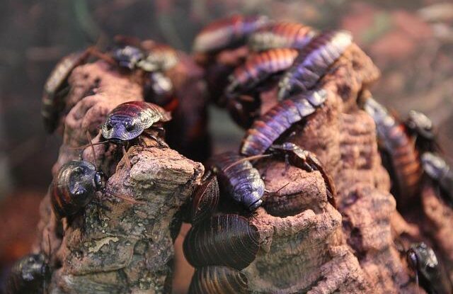 svabi v byte a dome odehnat je lze i pomoci mouky nebo zapalek Švábi v bytě a domě. Odehnat je lze i pomocí mouky nebo zápalek