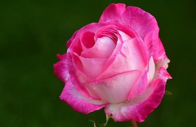 prodlouzene kveteni ruzi v zahonu pouzijte pivo a vyvazene hnojivo Prodloužené kvetení růží v záhonu. Použijte pivo a vyvážené hnojivo