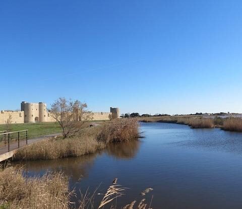 mouchy v byte a dome ocet jako prirodni repelent odstranite je octovym roztokem Mouchy v bytě a domě: Ocet jako přírodní repelent. Odstraníte je octovým roztokem