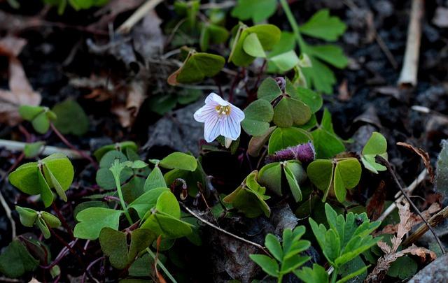 Jak zpracovat jablečné ohryzky na domácí ocet? Vytvoříte tak kvalitní a chutný produkt
