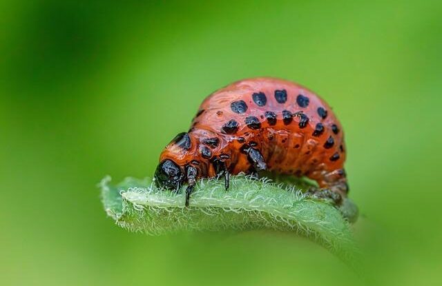 mandelinka na bramborach domaci postrik z bazalky alkoholu a mydla Mandelinka na bramborách? Domácí postřik z bazalky, alkoholu a mýdla