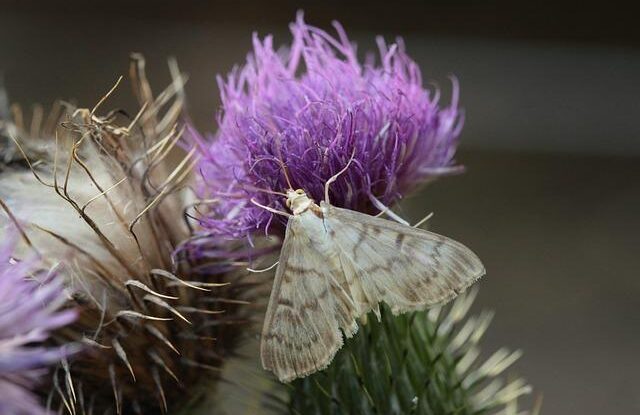 Odstraňte potravinové moly. Vyčistěte a zabezpečte spíž natrvalo