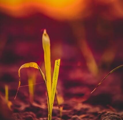 Jak dočasně promazat vrzající panty bez olejničky. Použijte olivový olej, vazelínu nebo kousky okurky