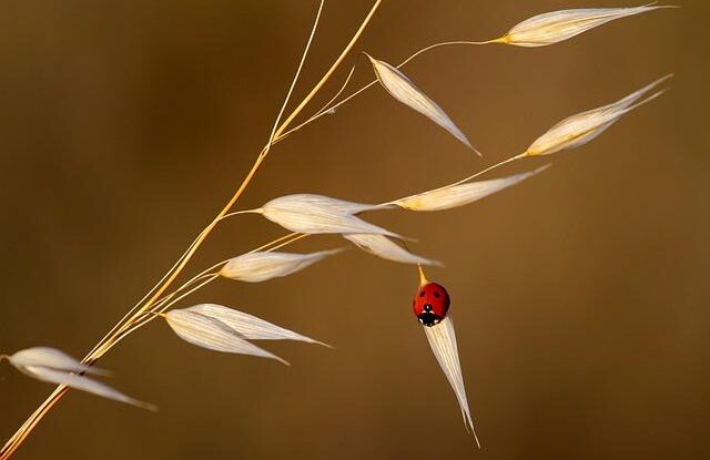 Jak se zbavit plevele mezi dlaždicemi? Lze to i bez chemických prostředků