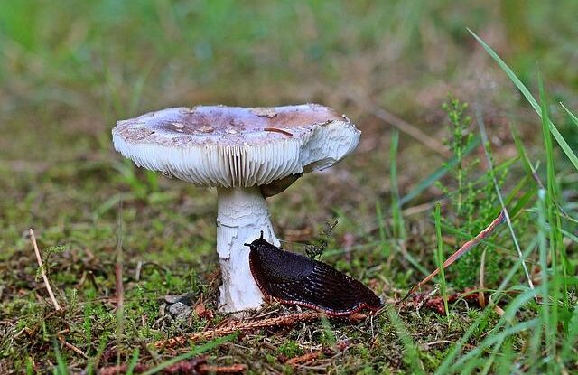 zbavte se slimaku jednoduse vase zahrada bez zapachu Zbavte se slimáků jednoduše. Vaše zahrada bez zápachu