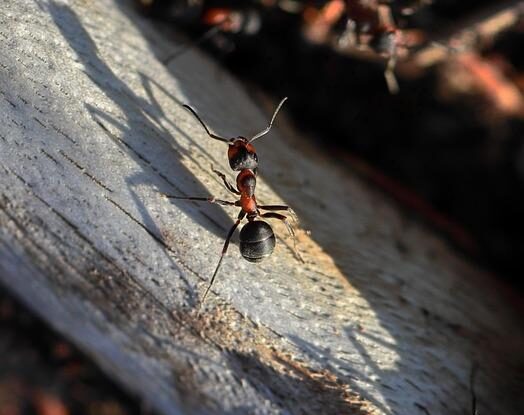 mravenci v byte prevence a odstranovani zkuste mouku jako odpuzovac Mravenci v bytě: Prevence a odstraňování. Zkuste mouku jako odpuzovač