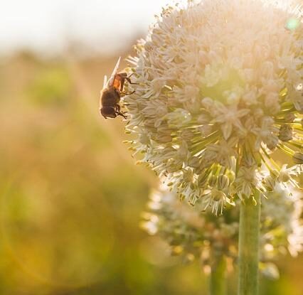 jak odradit mouchy od sedani na nezadouci mista vune cibule dokaze mouchy spolehlive odpudit Jak odradit mouchy od sedání na nežádoucí místa. Vůně cibule dokáže mouchy spolehlivě odpudit