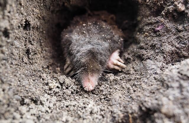 Krtek v zahradě. Vlasy a další domácí prostředky odpuzují a chrání záhony