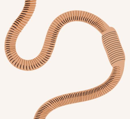 domaci hnojivo pro kvetouci rostliny kvasnicova smes pro bohate kvetenstvi Domácí hnojivo pro kvetoucí rostliny. Kvasnicová směs pro bohaté květenství