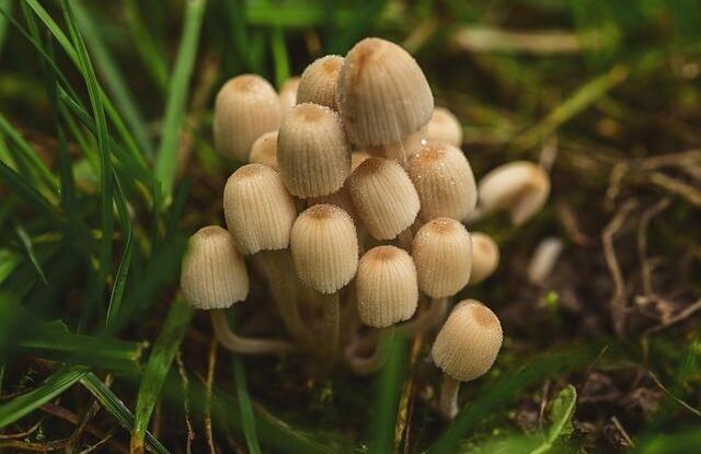 odstrante houby podhoubi a plodnice z travniku zlepsete zalivku provzdusneni a odvodneni pudy Odstraňte houby, podhoubí a plodnice z trávníku. Zlepšete zálivku, provzdušnění a odvodnění půdy