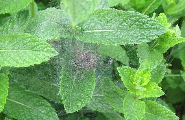 pavouci v byte odpuzujte je matou a utesnujte skviry zabranite jejich vyskytu Pavouci v bytě. Odpuzujte je mátou a utěsňujte škvíry, zabráníte jejich výskytu