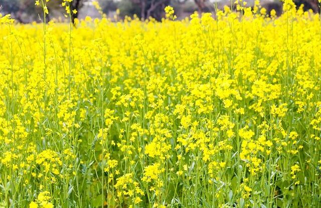 organicke hnojeni pro pokojove rostliny a bylinky logr z kavy jako ucinne hnojivo Organické hnojení pro pokojové rostliny a bylinky. Lógr z kávy jako účinné hnojivo